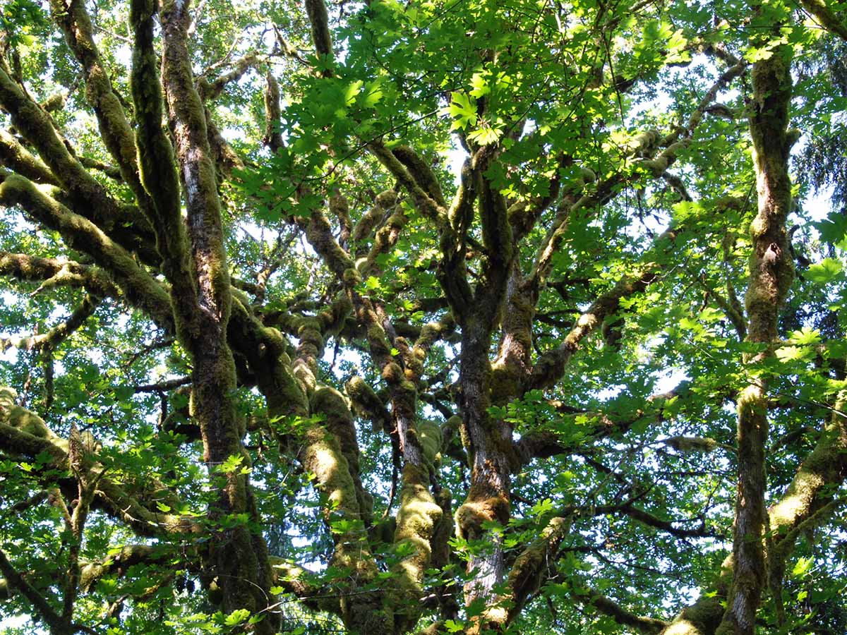 Close up shot of the branches of a bigleaf maple tree