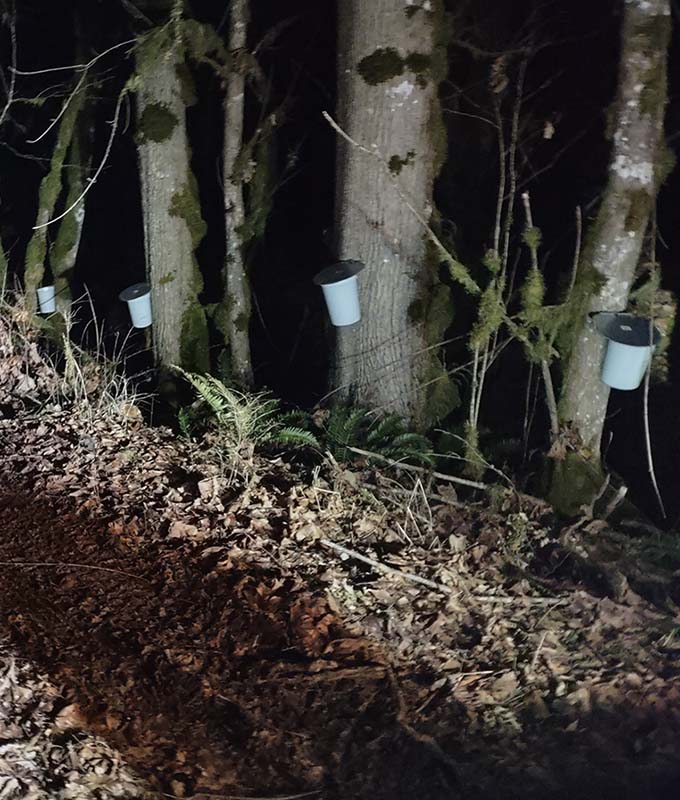 Bigleaf maple trees in a row with spiles and collection buckets for gathering sap.