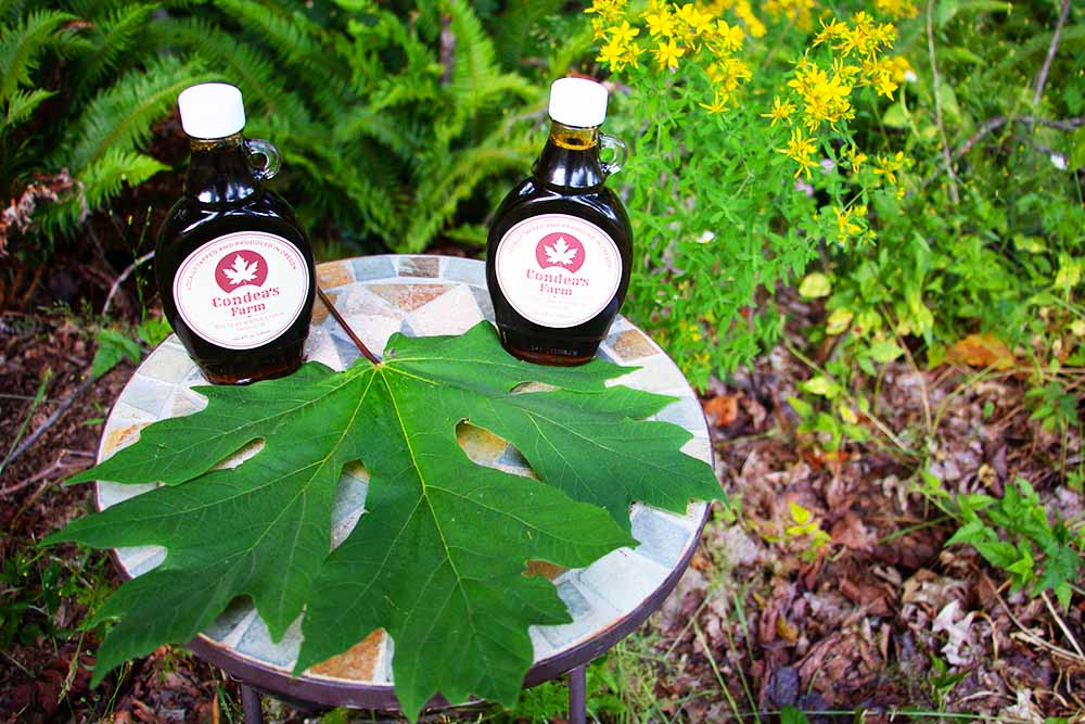 Condea's Farm bigleaf maple syrup bottles on a table in the forest